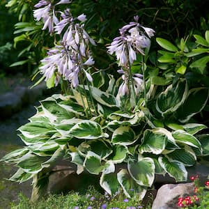 2.5 Qt. Patriot Hosta Live Plant Variegated White and Green Foliage