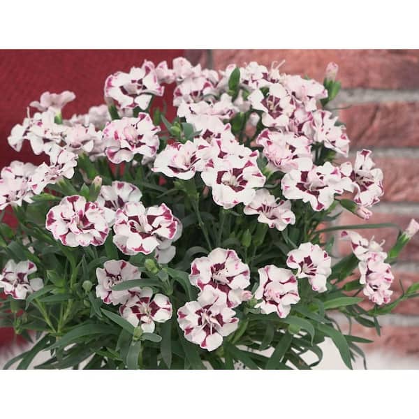Unbranded. 2.5 QT Dianthus 'Everlast Cherry Swirl' Perennial Plant