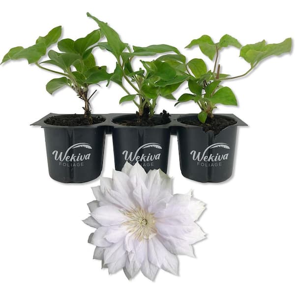 Wekiva Foliage Clematis Belle of Woking 3-Live Starter Plants in 2 in. Growers Pots-Starter Plants Ready for The Garden-Clematis