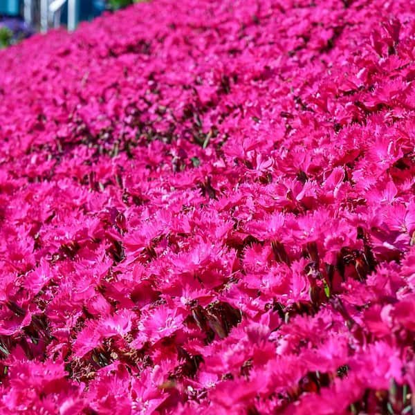 Spring Hill Nurseries Vivid Bright Light Dianthus, Live Potted Perennial Plant 3 in. Pot