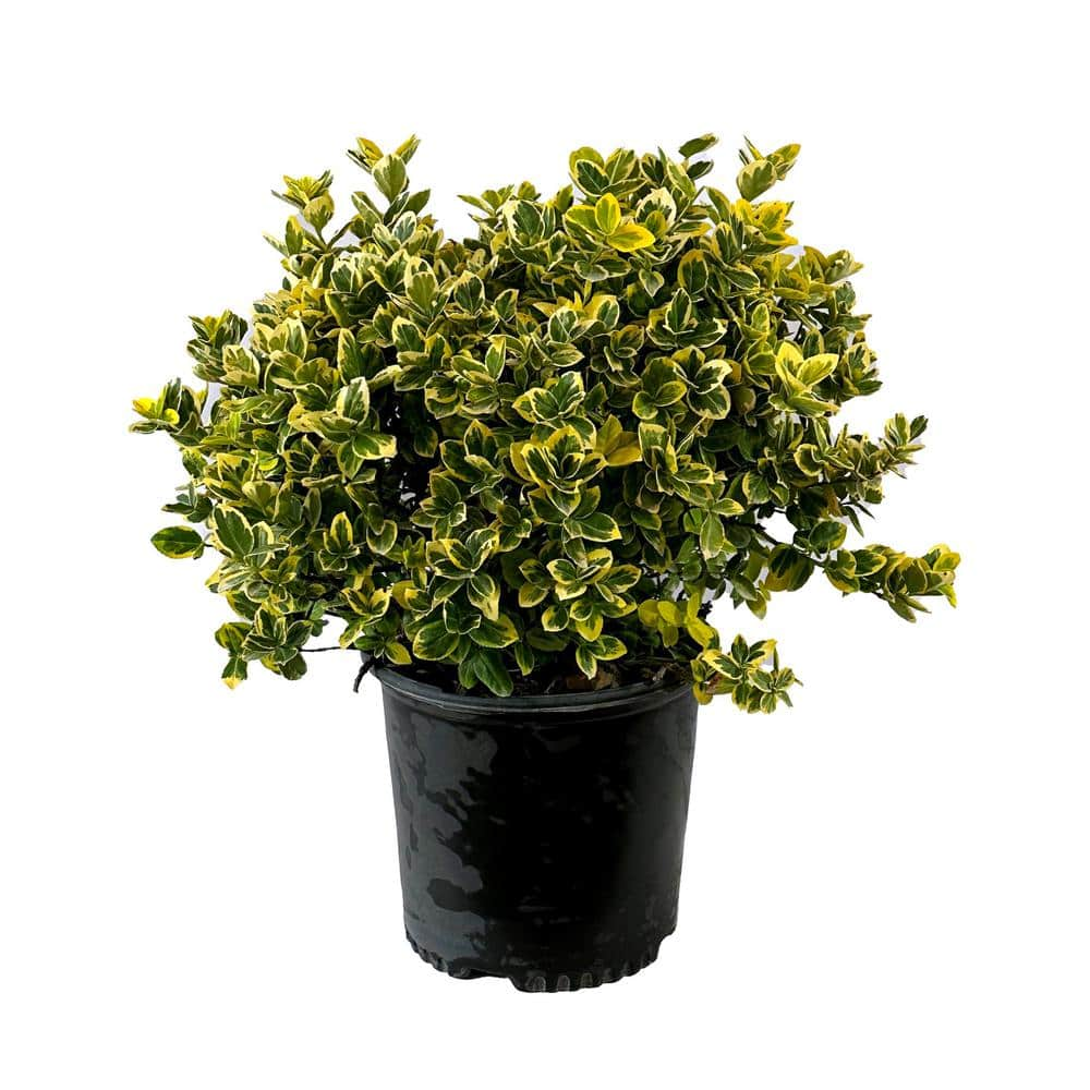 2.25 Gal. - Emerald and Gold Euonymus Live Shrub with Green and Yellow ...