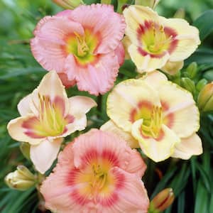 Daylilies Candy Mixed Roots (5-Pack)
