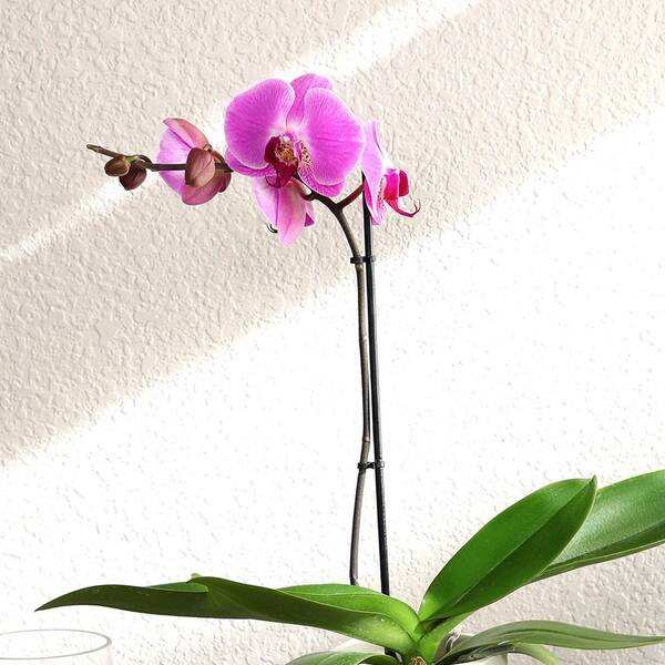 Premium Large Purple Live Orchid Plant (Phalaenopsis), 5" Blue & White Orchid Pot, Approx 22" Tall, Pet Friendly Plants