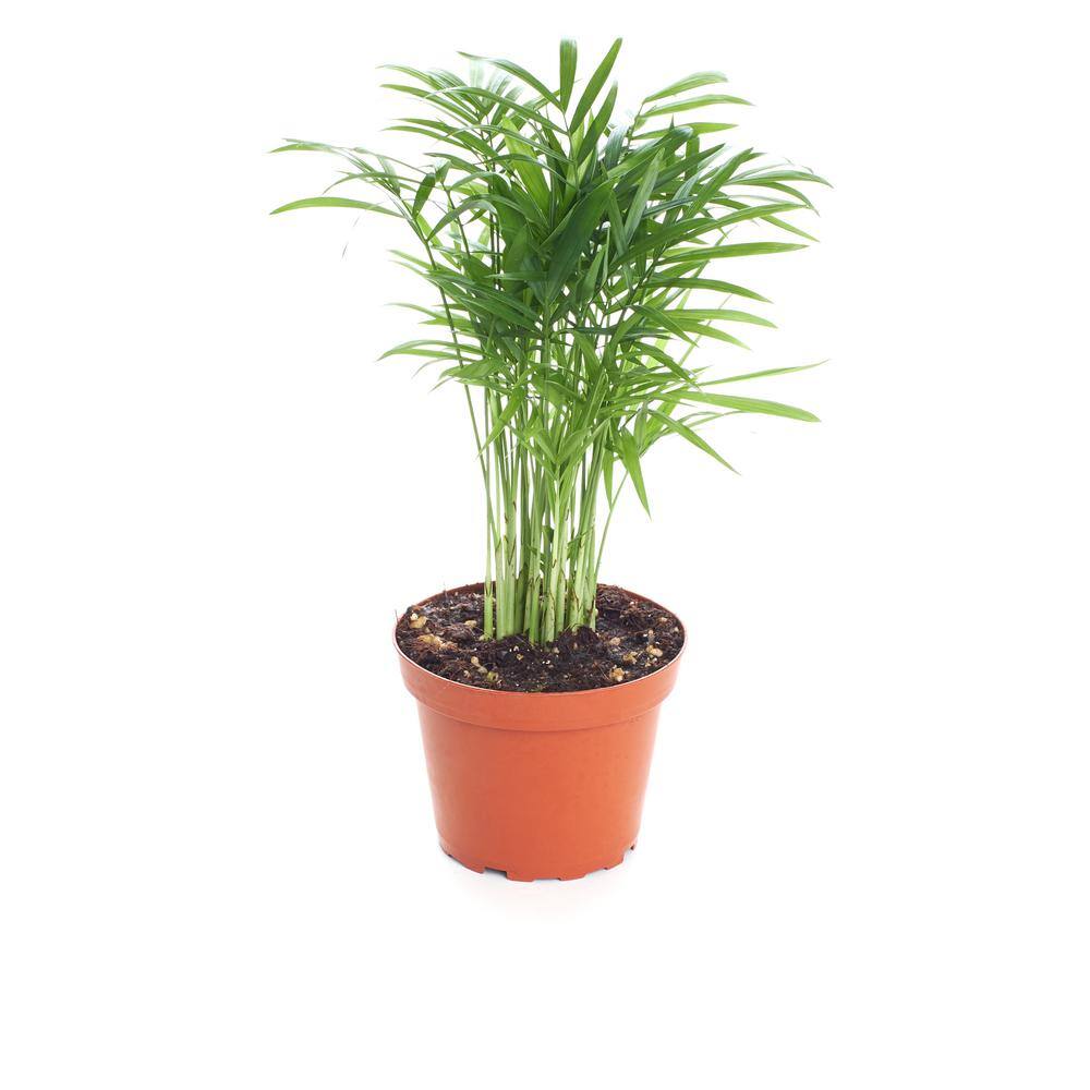 Neanthe Bella Palm, Live Indoor and Outdoor Plant, Easy Care Tropical Houseplant in 4 in. Nursery Pot price history on PriceWatchPro