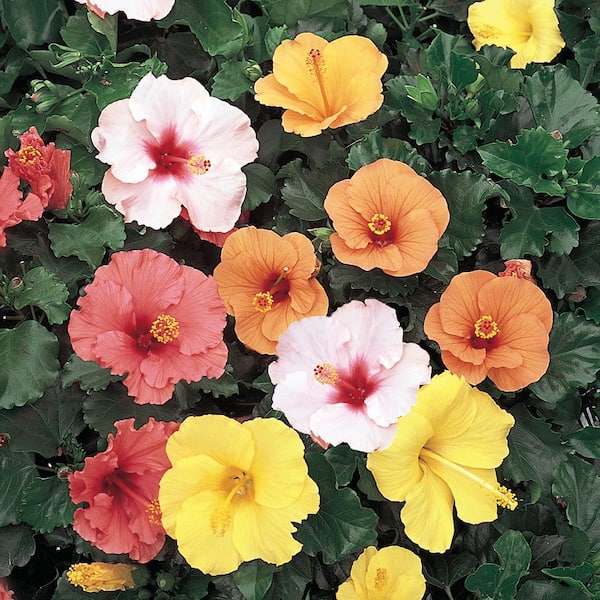 ALTMAN PLANTS Hibiscus/Hibiskiss Planter Sq 7 in. 633733 - The