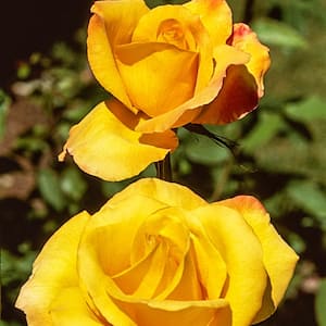 Gold Medal Grandiflora Rose, Dormant Bare Root Plant, Yellow Color Flowers (1-Pack)