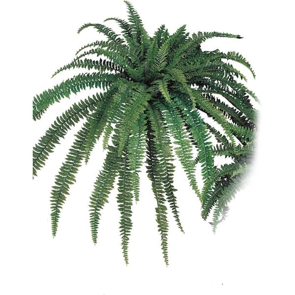 Unbranded 10-in. Green Artificial Boston Fern, 82 in. Dia., Set of 2 Faux Plants with 77 Fronds, Floral Home by Artificial Flowers