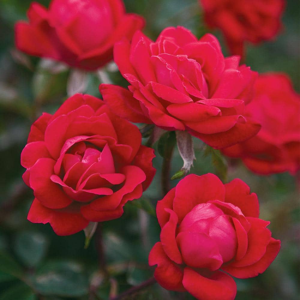 JENW-A 32” Red Rose Stems – K&K Bridal LLC