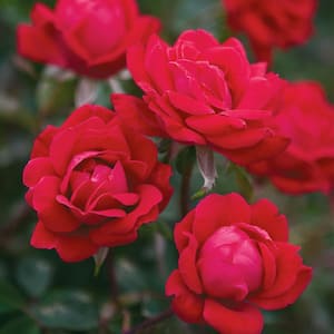 Packaged Red Double Knock Out Rose Bush with Red Flowers (1 Root Stock)