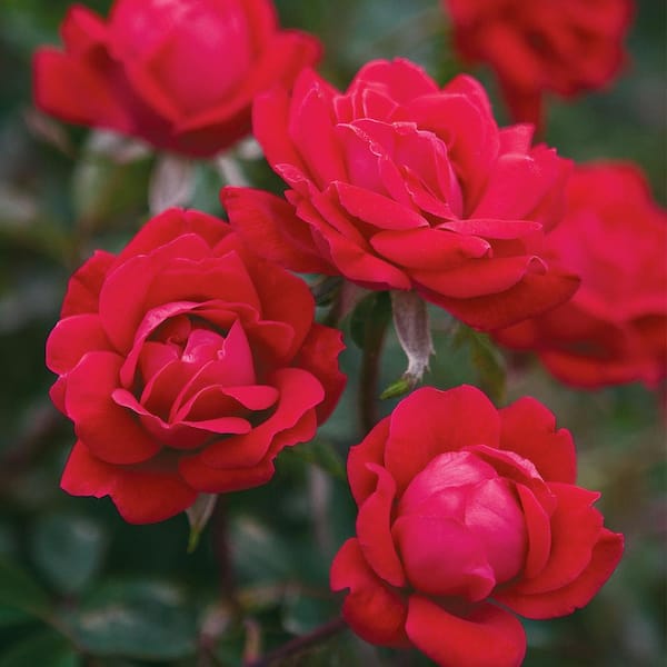 KNOCK OUT Packaged Red Double Knock Out Rose Bush with Red Flowers (1 Root Stock)