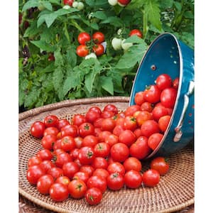 2.32 qt. Husky Red Cherry Tomato Plant
