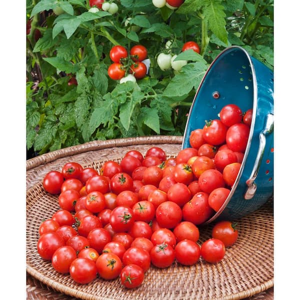 Bonnie Plants 2.32 qt. Husky Red Cherry Tomato Plant