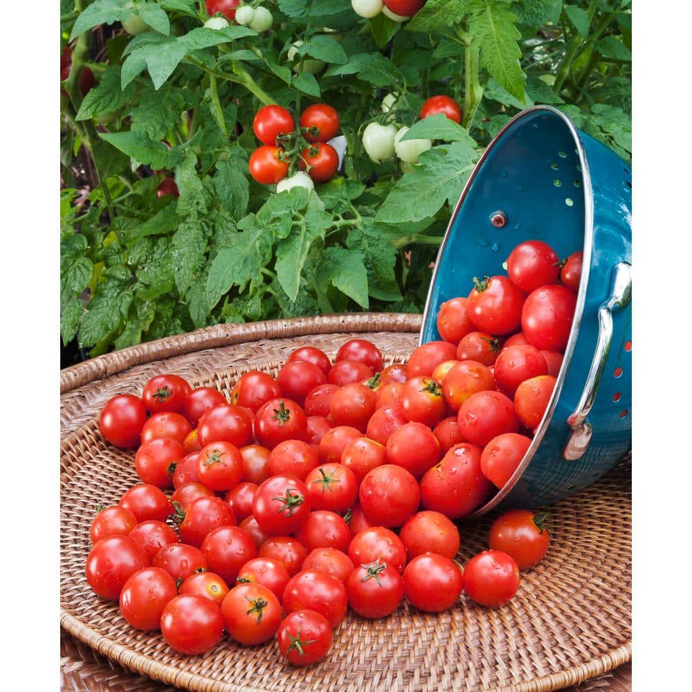 Bonnie Plants 19 oz. Organic Husky Cherry Tomato Plant 120200