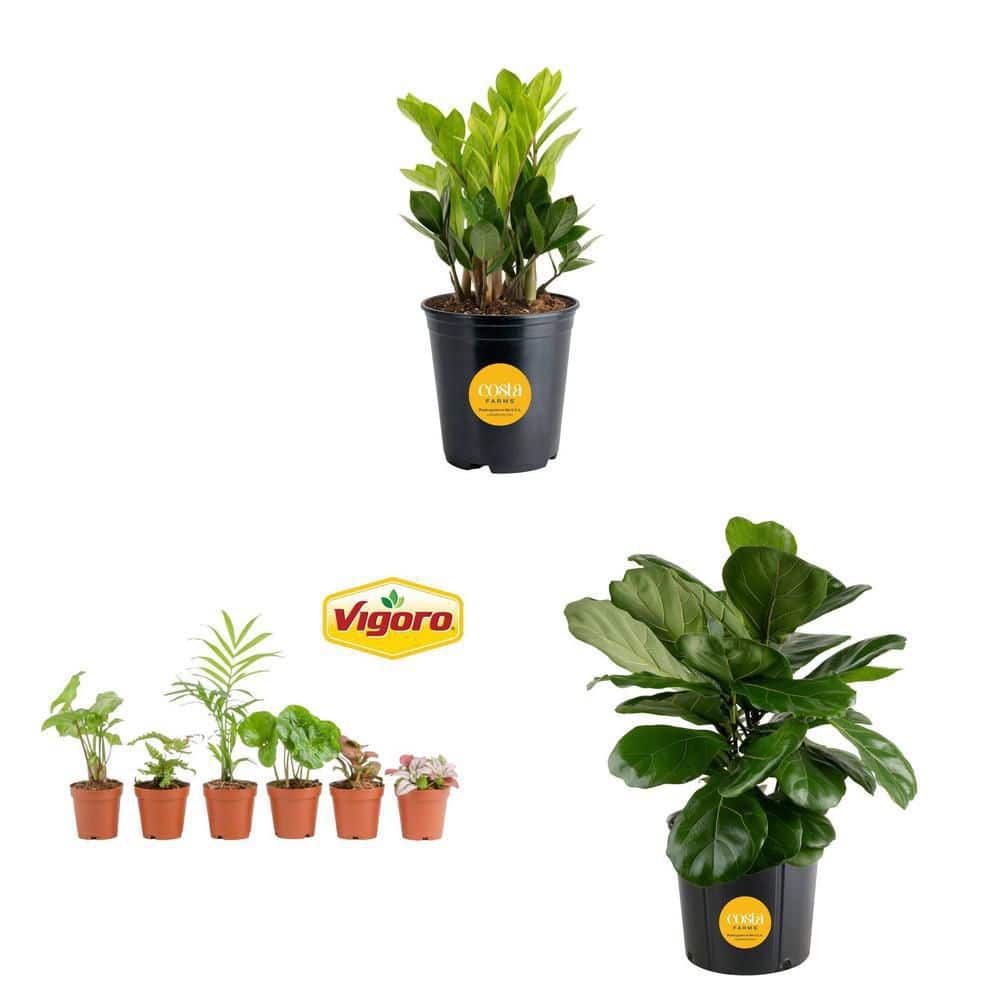 Grower's Choice Mini Foliage Plants 2.5 in (6-Pack), Fiddle Leaf