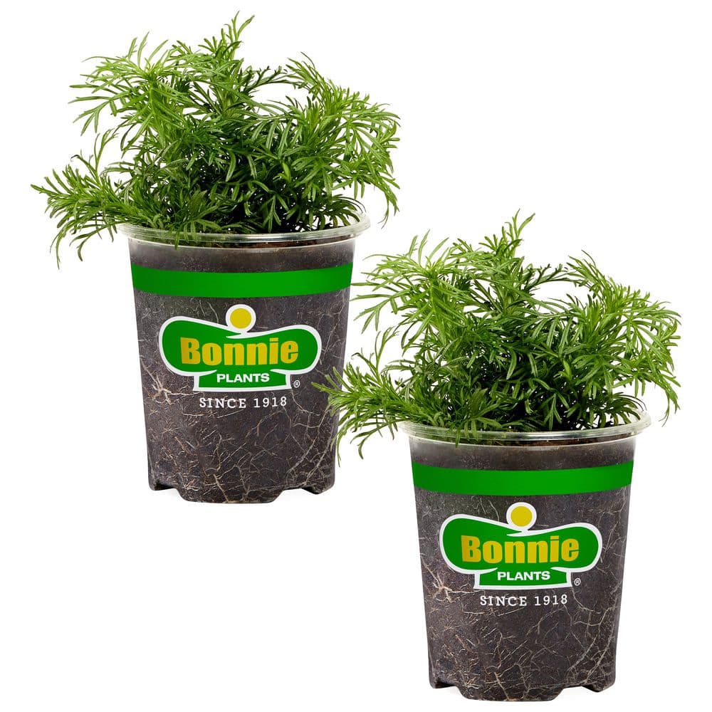 Black Licorice Dropshot 19.3 oz 2-Pack Live Plants price history on PriceWatchPro