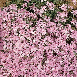 1 Qt. Pink Creeping Phlox Plant