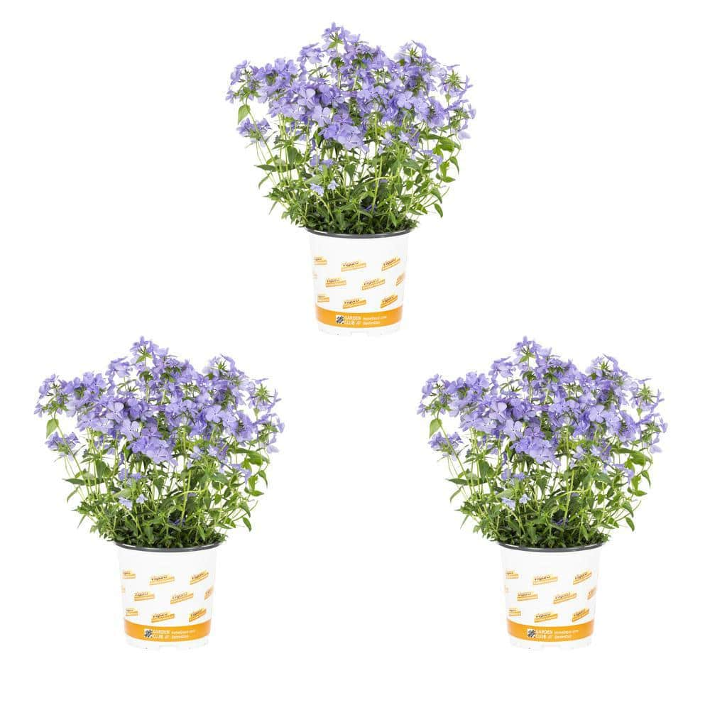 Vigoro 2 Qt. Phlox Divaricata Blue Moon Perennial Plant (3-Pack) 4145 ...