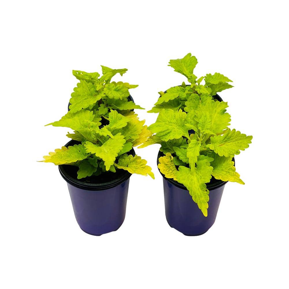 Vigoro 1.38 Pt. Coleus Plant Golden Lace Vegetative in 4.5 In