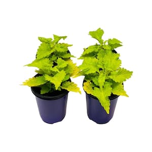 1.38 Pt. Coleus Plant Golden Lace Vegetative in 4.5 In. Grower's Pot (4-Plants)