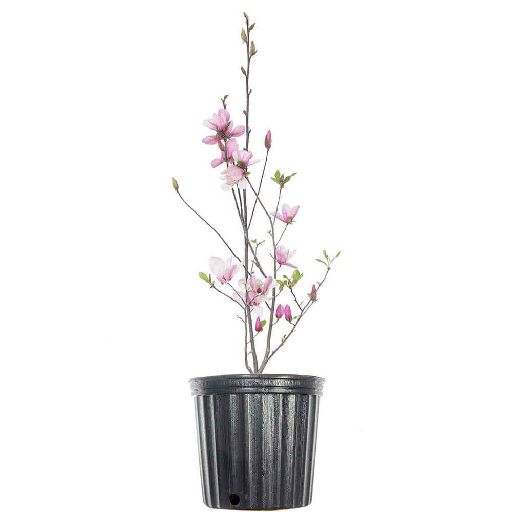 ノルコーポレーション　John's Blend MAGNOLIA Magnolia Home Magnolia Home by Joanna Gaines Semi-gloss