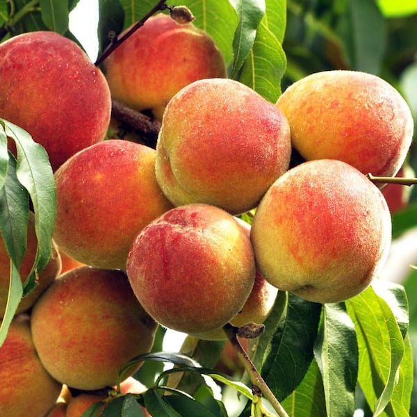 Unbranded 7 gal. June Gold Peach Fruit Tree