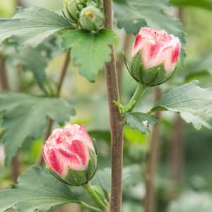 2.50 Qt. Pot Peppermint Smoothie Althea (Hibiscus), Live Deciduous Flowering Shrub with Red and Pink Flowers (1-Pack)