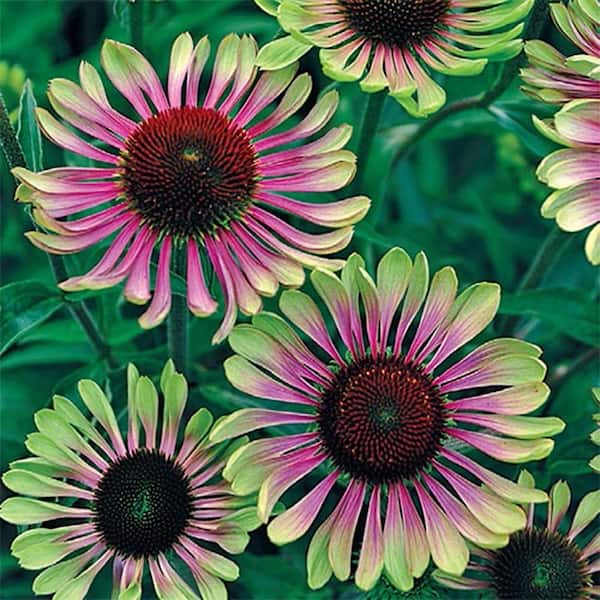 Green Twister Coneflower (Echinacea), Live Bareroot Perennial Plant, Green Flowering (3-Pack)
