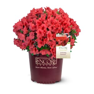 2 Gal. Autumn Sunset Shrub with Bright Red Flowers