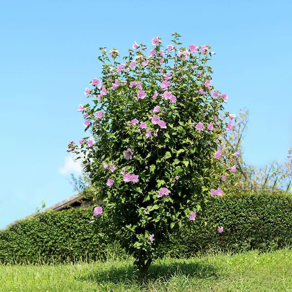 Unbranded 7 Gal. Althea Rose of Sharon Shrub Form with Purple Flowers  ALTPUR07G