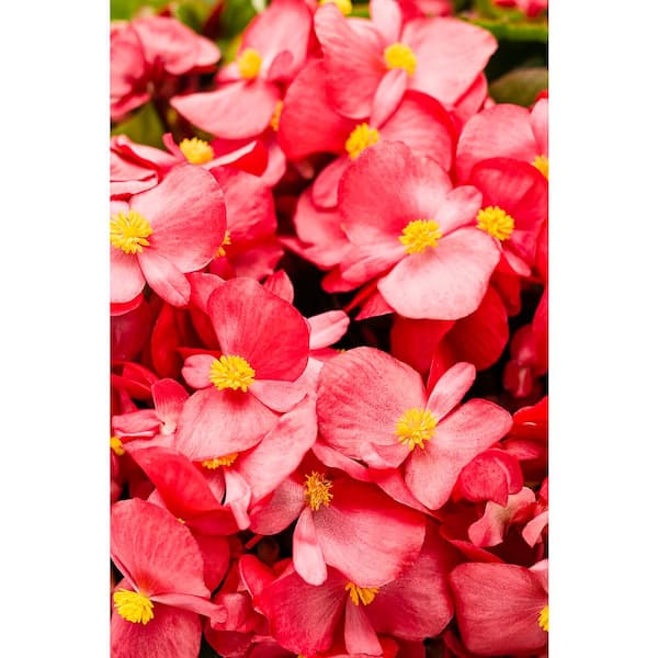 PROVEN WINNERS 4-Pack,  in. Grande Surefire Red (Begonia) Live Plant,  Red Flowers BEFPRW0027524 - The Home Depot