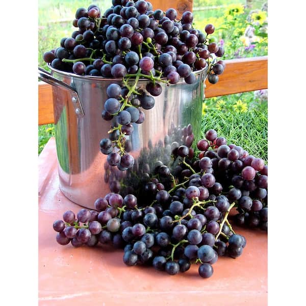 https://images.thdstatic.com/productImages/701ef624-1e4a-41c8-b1d8-ebd374687e0f/svn/bell-nursery-fruit-plants-grape2con1pk-44_600.jpg