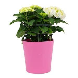 1.9 Gal. Hydrangea White Flowers in 9.25 in. Plastic Designer Pot