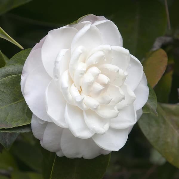 Camellia japonica 'Jordon's Pride' | Urban Tree Farm Nursery