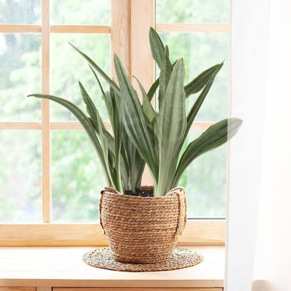 ervaスリング　播州織　S エボニアイボリー national PLANT NETWORK 6 in. Sansevieria Sayuri Plant in Grower