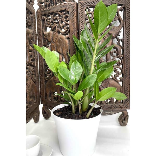 EVERBLOOM GROWERS, INC. 6 in. ZZ Plant in Deco Pot 6ZANZ