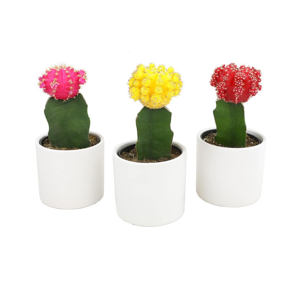 Vibrant Grafted Cactus Trio in White Ceramic Pots