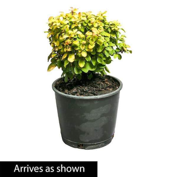 DIRECT GARDENING 3 Gal. Pot Golden Devine Barberry (Berberis