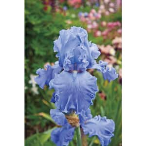 Fiesta in Blue Bearded Iris Blue Flowers Live Bareroot Plant