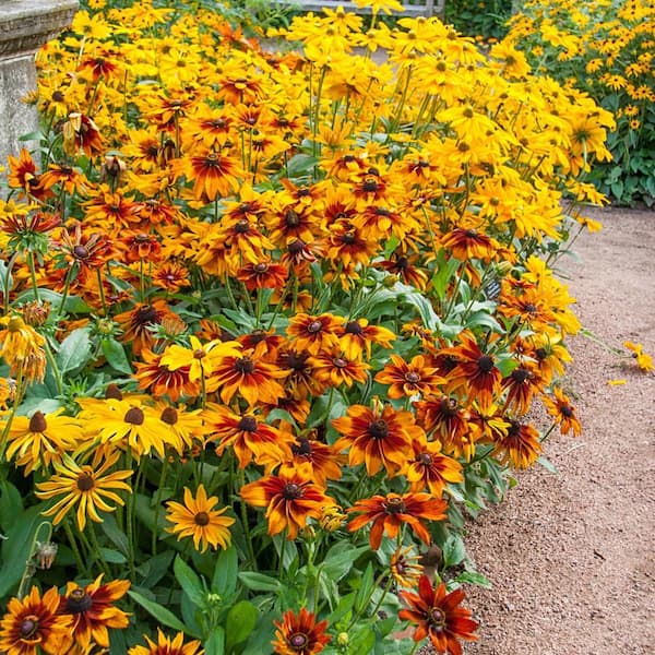 4 In. Pot, Autumn Colors Rudbeckia, Potted Flowering Perennial Starter Plant (1-Pack)