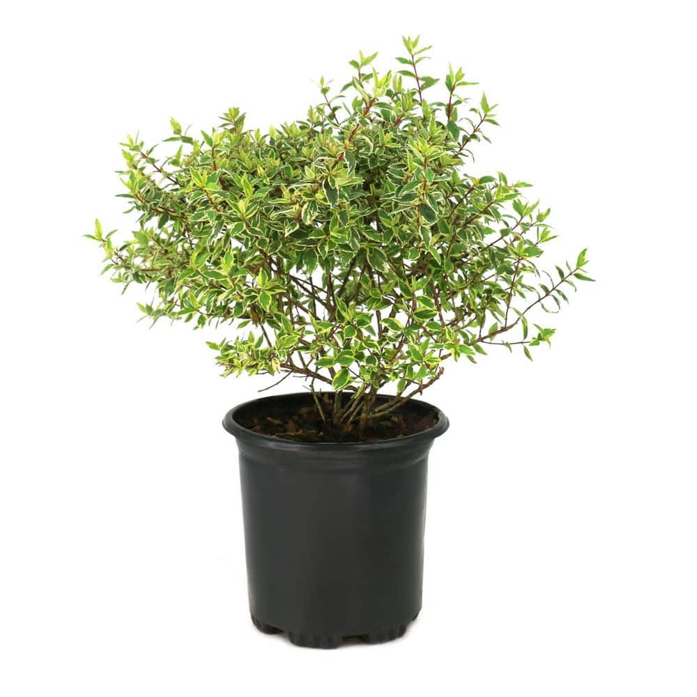 national PLANT NETWORK 3 gal. Abelia Radiance Shrub HD2874 - The