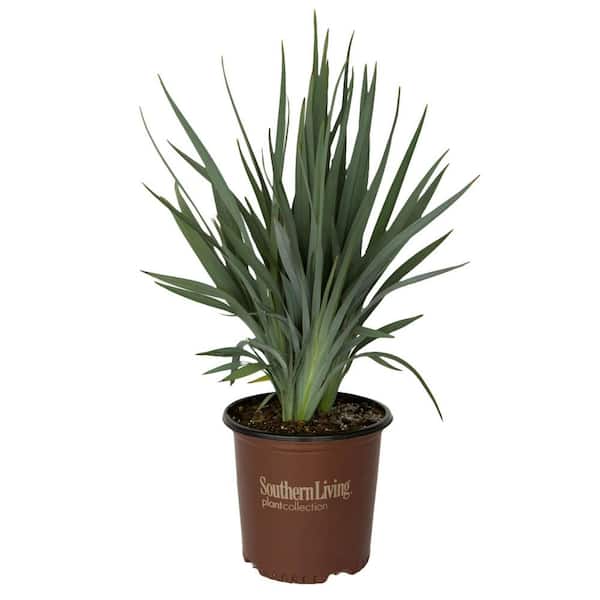 SOUTHERN LIVING 1.5 Gal. Clarity Blue Dianella Plant with Grass-Like Powder Blue Foliage