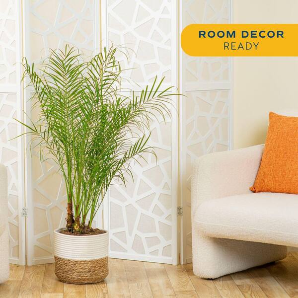 Costa Farms Roebellini, Pygmy Date Palm Indoor Plant in 10 in