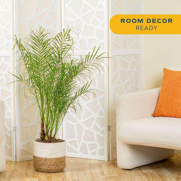 Roebellini, Pygmy Date Palm Indoor Plant in 10 in. Decor Weave Pot, Avg. Shipping Height 3-4 ft. Tall