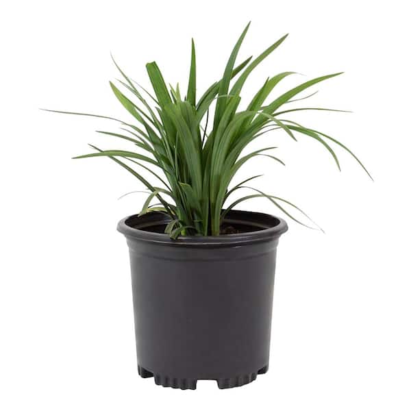 2 QT. Liriope Super Blue Evergreen Perennial Shrub Outdoor Plant in Grower Pot