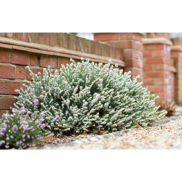 1 Gal. Mediterranean White Heather (2-Pack) Flowering Groundcover Shrubs with White Blooms