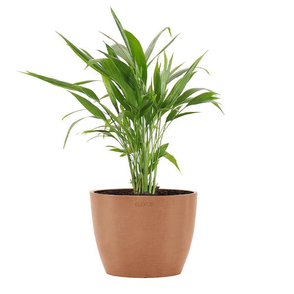 United Nursery Areca Palm Dypsis Lutescens Live Plant in 6 inch Premium  Sustainable Ecopots Terracotta Pot APALM6SHTRC
