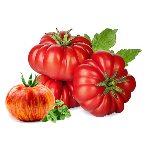 Fourth of July Tomato (Spring Pre-Order) 4.5 Pot - Burpee