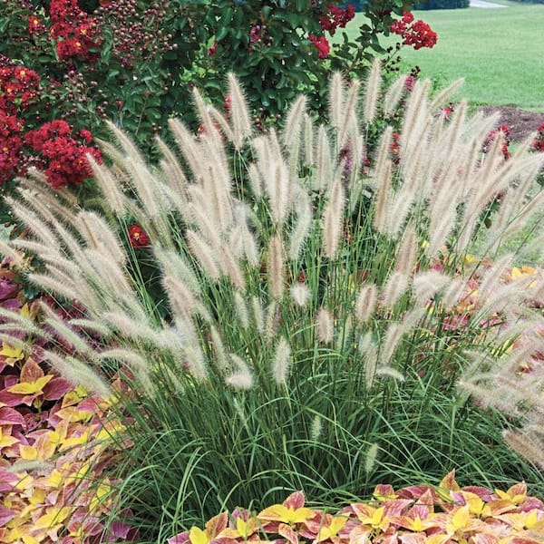 Hameln Fountain Dwarf Pennisetum Ornamental Grass Perennial Starter Plant (1-Pack)