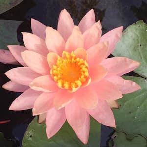 Givhandys 4-1/2 in. Potted Georgia Peach Hardy Water Lily Aquatic Pond Plant