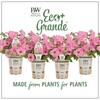 PROVEN WINNERS 4-Pack, 4.25 in. Eco+Grande Supertunia Vista Bubblegum (Petunia) Live Plant, Pink Flowers SUPPRW4007504